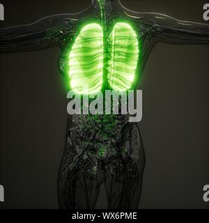 Die menschliche Lunge Radiologie Prüfung Stockfoto