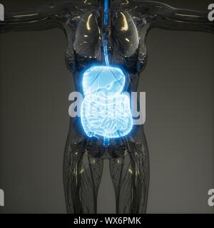 3D-Illustration des menschlichen Verdauungssystems Teile und Funktionen Stockfoto