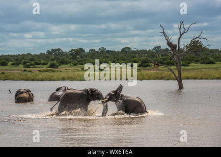 Junge Elefanten Spielen im Wasser, Krüger Nationalpark, Südafrika. Stockfoto