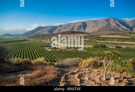 Die schöne Landschaft der Cape Winelands, Weinbaugebiet in Südafrika Stockfoto