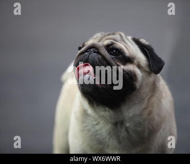 Pug Schnauze Stockfoto