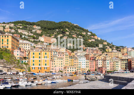 Bunte Häuser und den Hafen von Camogli im Sommer - ein italienisches Fischerdorf und Ferienort in Ligurien, Italien Stockfoto