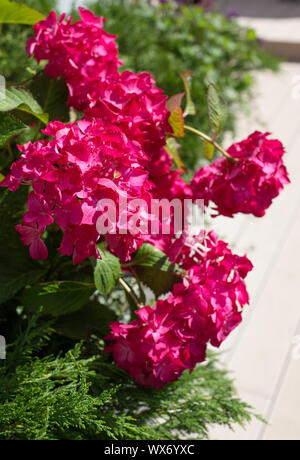 Rosa Hortensie Blumen Stockfoto