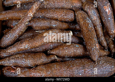 Manihot esculenta, Yuca, Maniok bekannt, Brasilianische Maranta, Maniok und Tapioka zum Verkauf ausserhalb eines Convenience Store in Edinburgh. Stockfoto