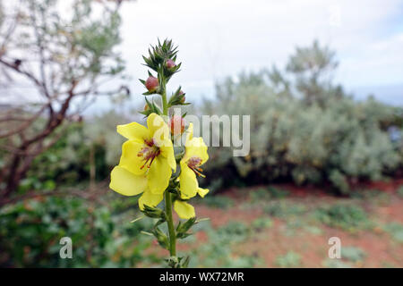 Wellig-leaved Königskerze Stockfoto
