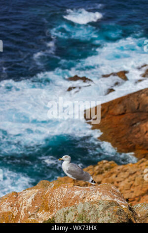 Möwe im Die Insel Berlenga - Portugal Stockfoto