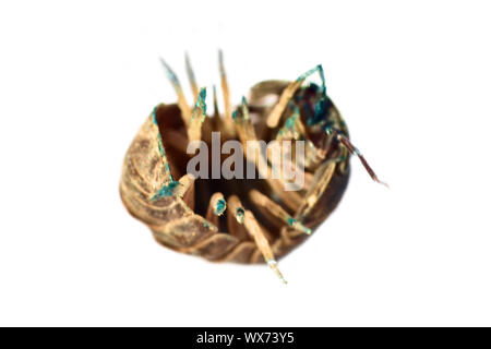 Der SOW-Bug (Holz Laus) in ultra close-up Stockfoto