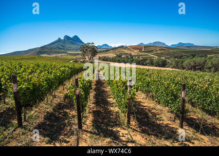 Die schöne Landschaft der Cape Winelands, Weinbaugebiet in Südafrika Stockfoto