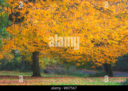 Rote, orange und gelbe Blätter auf den Bäumen Stockfoto