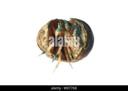 Der SOW-Bug (Holz Laus) in ultra close-up Stockfoto