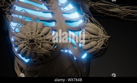 Die menschliche Lunge Radiologie Prüfung Stockfoto