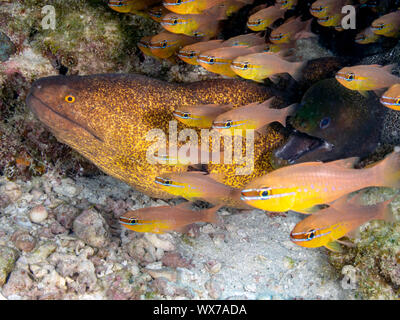 Gelb umrandete Moray Stockfoto