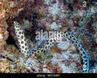 Gefleckte Schlange Aal Stockfoto