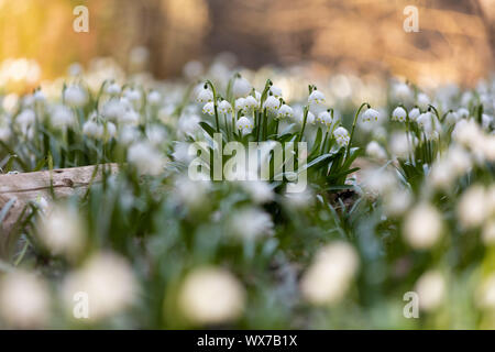 Weiße Blumen Schneeflocke Leucojum Stockfoto