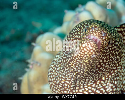 Abbott's Moray Stockfoto