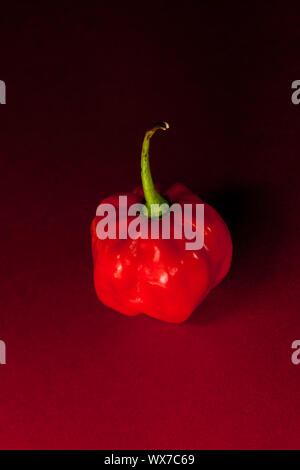 Rot scotch bonnet Chili auf rotem und schwarzem Hintergrund Stockfoto