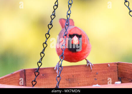 Red Cardinal Essen am Schrägförderer Stockfoto