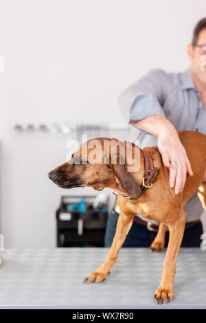 Bayerische Schweißen Hundefriseur Stockfoto