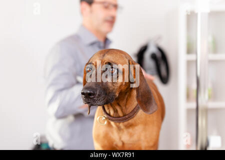 Bayerische Schweißen Hundefriseur Stockfoto