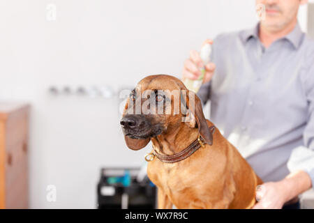 Bayerische Schweißen Hundefriseur Stockfoto