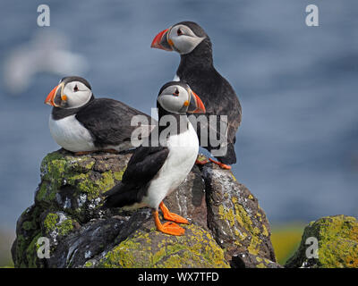 3 Atlantik Papageitaucher (Fratercula arctica) oder gemeinsame Papageitaucher auf Flechten posing fallenden Felsen auf der sonnigen Insel, Firth-of-Forth, Fife, Schottland, Großbritannien Stockfoto