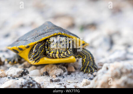 Eine große Bemalte Schildkröten in Gulf Shores, Alabama Stockfoto