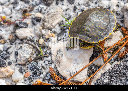 Eine große Bemalte Schildkröten in Gulf Shores, Alabama Stockfoto