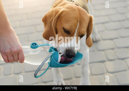 Beliebte Haustier Hund beagle Getränke Wasser aus einem Trinker Stockfoto