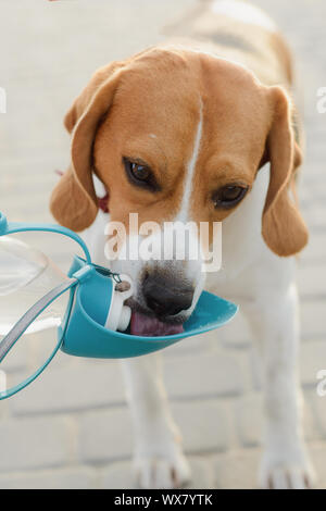 Beliebte Haustier Hund beagle Getränke Wasser aus einem Trinker Stockfoto