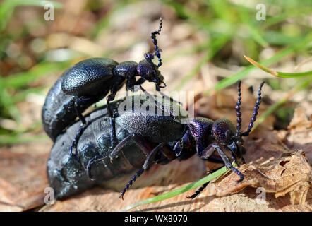 Schwarz-blau Öl Käfer Stockfoto