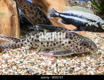 Gepanzerte Welse im Aquarium Stockfoto