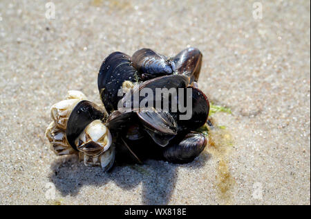 Muscheln, Seepocken am Strand Stockfoto