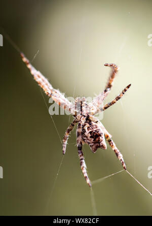 Detail einer Spinne Stockfoto