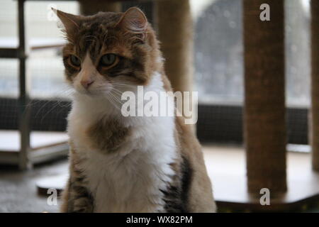 Katze im Café Stockfoto