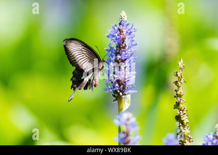 Schwalbenschwanz Schmetterling auf Blüte Stockfoto