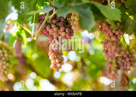 Reife Trauben am Weinberg im Herbst Stockfoto