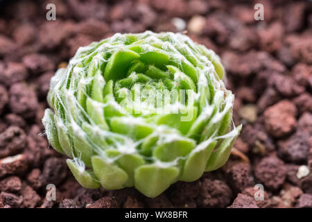 Sukkulente Pflanze closeup Stockfoto