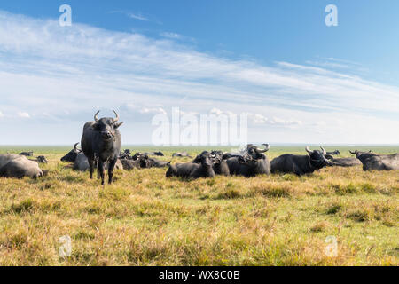 Wasserbüffel auf Weiden Stockfoto