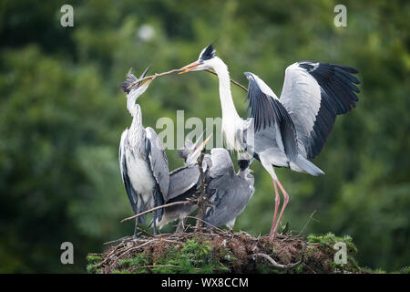 Graureiher Ardea cinerea Stockfoto