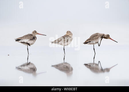 Schwarz tailed godwit Stand auf dem Wasser Stockfoto