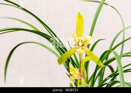 Orchideen closeup im Frühjahr Stockfoto