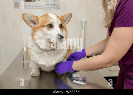Professionelle Tierarzt Impfstoffe corgi Rasse Hund in der Tierklinik Stockfoto