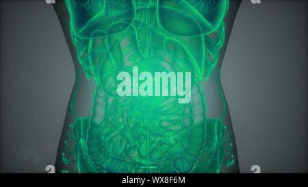 3D-Magnetic Resonance Image Scan Stockfoto