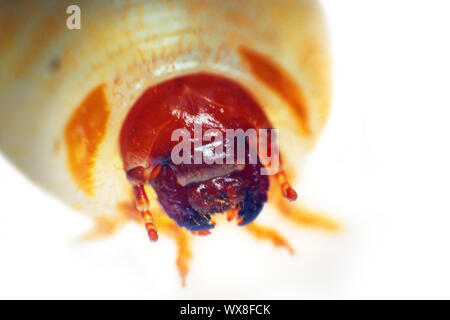 Eine der häufigsten Bodeninsekten der Gärten Stockfoto