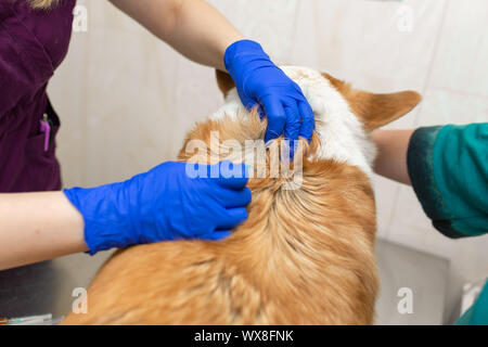 Professionelle Tierarzt Impfstoffe corgi Rasse Hund in der Tierklinik Stockfoto