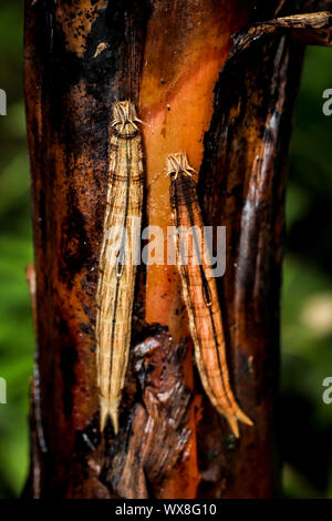 Caterpillar der Banane Schmetterling Stockfoto