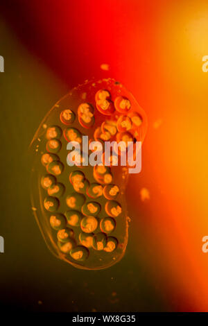 Bubble Schnecken, Eier von Schnecken Stockfoto