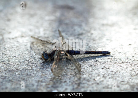 Libelle auf Stein Stockfoto