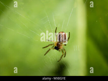 Spider auf einer Anlage Stockfoto