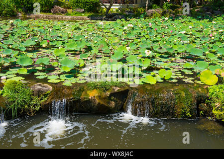 Teich mit Lotus Blumen Stockfoto